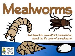 MealwormsPowerpoint1